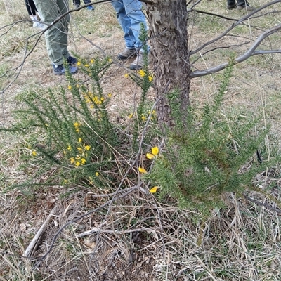 Ulex europaeus (Gorse) at Watson, ACT - 21 Sep 2024 by MAX