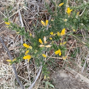 Ulex europaeus at Watson, ACT - 22 Sep 2024