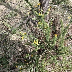 Ulex europaeus at Watson, ACT - 22 Sep 2024