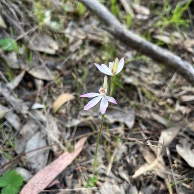 Caladenia carnea (Pink Fingers) at Burrinjuck, NSW - 22 Sep 2024 by sduus