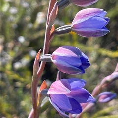 Thelymitra ixioides (Dotted Sun Orchid) at Porters Creek, NSW - 21 Sep 2024 by Clarel