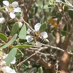 Apis mellifera (European honey bee) at Huskisson, NSW - 20 Sep 2024 by Clarel