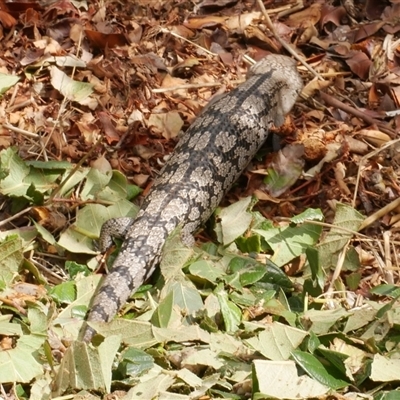 Tiliqua scincoides scincoides at Freshwater Creek, VIC - 7 Mar 2021 by WendyEM