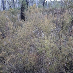 Dillwynia phylicoides at Aranda, ACT - 22 Sep 2024 04:28 PM