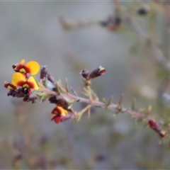 Dillwynia phylicoides at Aranda, ACT - 22 Sep 2024