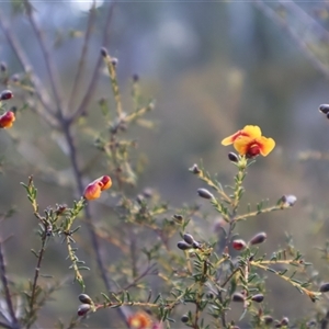 Dillwynia phylicoides at Aranda, ACT - 22 Sep 2024 04:28 PM