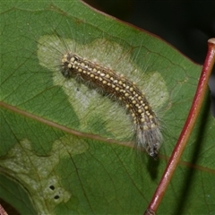 Uraba lugens (Gumleaf Skeletonizer) at Freshwater Creek, VIC - 8 Mar 2021 by WendyEM