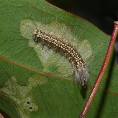 Uraba lugens (Gumleaf Skeletonizer) at Freshwater Creek, VIC - 8 Mar 2021 by WendyEM