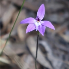 Glossodia major (Wax Lip Orchid) at Aranda, ACT - 22 Sep 2024 by Clarel