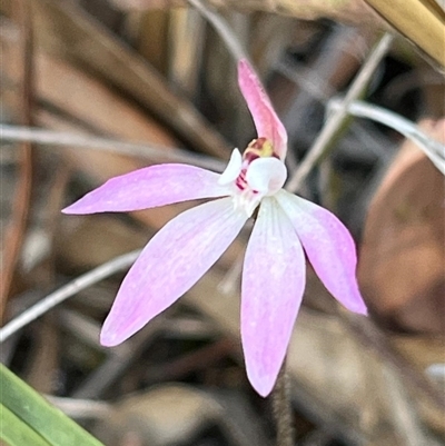 Caladenia fuscata (Dusky Fingers) at Aranda, ACT - 22 Sep 2024 by Clarel