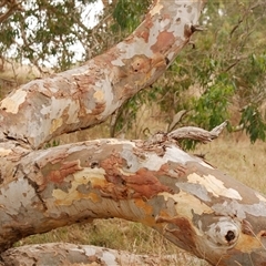 Eucalyptus viminalis subsp. viminalis at Freshwater Creek, VIC - 8 Mar 2021 by WendyEM