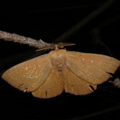 Anthela nicothoe (Urticating Anthelid) at Freshwater Creek, VIC - 13 Mar 2021 by WendyEM