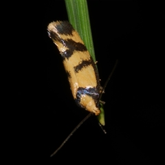 Olbonoma triptycha (Chezela Group) at Freshwater Creek, VIC - 13 Mar 2021 by WendyEM