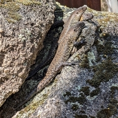 Egernia cunninghami (Cunningham's Skink) at Paddys River, ACT - 22 Sep 2024 by mroseby