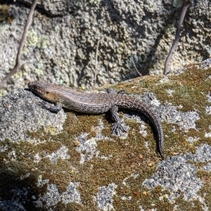 Egernia cunninghami at Paddys River, ACT - 22 Sep 2024 01:25 PM