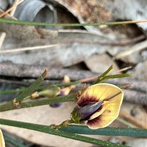 Templetonia stenophylla at Fentons Creek, VIC - suppressed