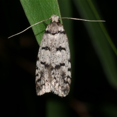 Scatochresis episema (A scat moth) at Freshwater Creek, VIC - 13 Mar 2021 by WendyEM