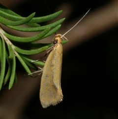 Telocharacta hemicroca (A concealer moth) at Freshwater Creek, VIC - 13 Mar 2021 by WendyEM