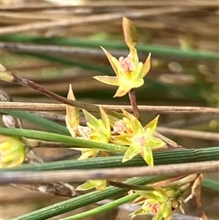 Juncus sp. (A Rush) at Fentons Creek, VIC - 22 Sep 2024 by KL