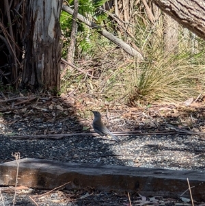 Colluricincla harmonica at Paddys River, ACT - 22 Sep 2024 02:03 PM