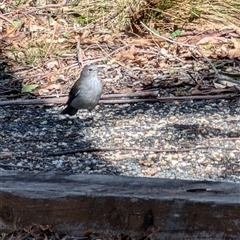 Colluricincla harmonica at Paddys River, ACT - 22 Sep 2024 02:03 PM