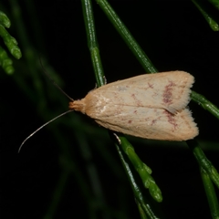 Heteroteucha occidua (A concealer moth (Wingia group)) at Freshwater Creek, VIC - 13 Mar 2021 by WendyEM