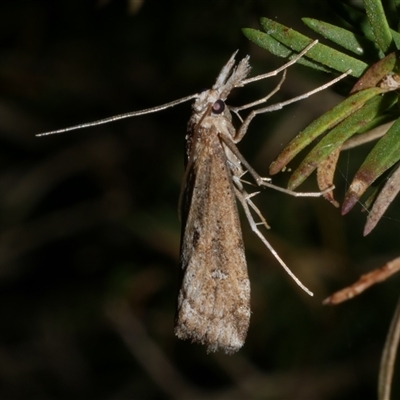 Hednota crypsichroa (A Crambid moth) at Freshwater Creek, VIC - 13 Mar 2021 by WendyEM