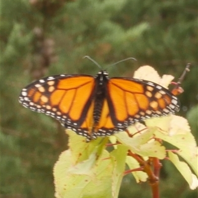 Danaus plexippus (Monarch) at Freshwater Creek, VIC - 20 Mar 2021 by WendyEM