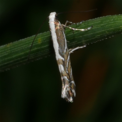 Acrocercops alysidota (Wattle Miner) at Freshwater Creek, VIC - 27 Mar 2021 by WendyEM