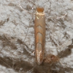 Phyllonorycter messaniella (Zeller's Midget, Gracillariidae) at Freshwater Creek, VIC - 27 Mar 2021 by WendyEM