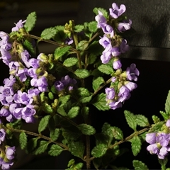 Prostanthera incana at Bundanoon, NSW - 20 Sep 2024 by smudgicus