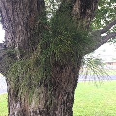 Psilotum nudum at Westcourt, QLD - 3 Aug 2024 02:12 PM