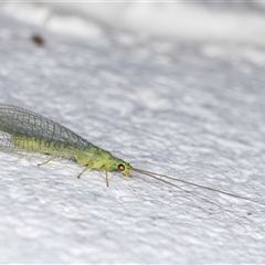 Mallada signatus at Melba, ACT - 21 Sep 2024 11:13 PM