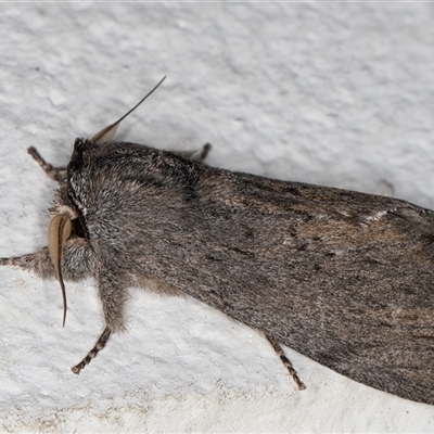 Destolmia lineata (Streaked Notodontid Moth) at Melba, ACT - 22 Sep 2024 by kasiaaus