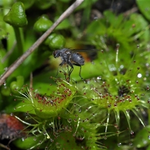 Drosera sp. at Forde, ACT - 7 Sep 2024 12:51 PM