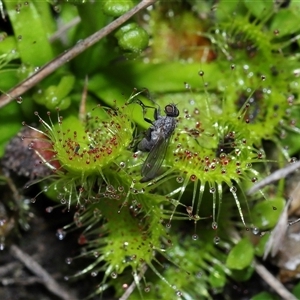 Drosera sp. at Forde, ACT - 7 Sep 2024 12:51 PM