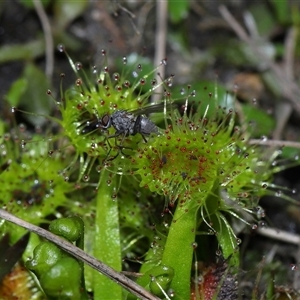 Drosera sp. at Forde, ACT - 7 Sep 2024 12:51 PM