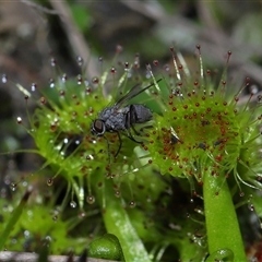 Drosera sp. at Forde, ACT - 7 Sep 2024 12:51 PM