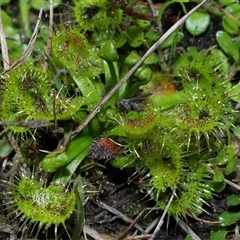 Drosera sp. at Forde, ACT - 7 Sep 2024 12:51 PM