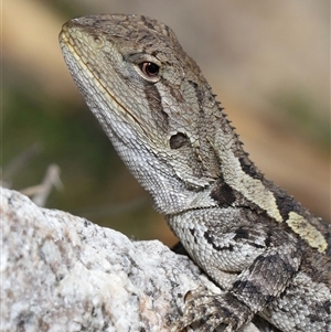 Amphibolurus muricatus at Tharwa, ACT - 11 Sep 2024 12:57 PM