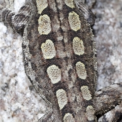 Amphibolurus muricatus at Tharwa, ACT - 11 Sep 2024