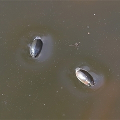 Macrogyrus (whirligig beetles) at Tharwa, ACT - 11 Sep 2024 by TimL