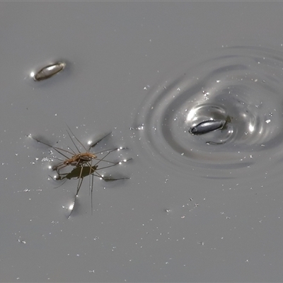 Tenagogerris euphrosyne (Water Strider) at Tharwa, ACT - 11 Sep 2024 by TimL