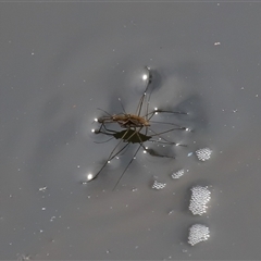 Tenagogerris euphrosyne at Tharwa, ACT - 11 Sep 2024