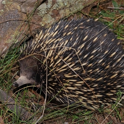 Tachyglossus aculeatus (Short-beaked Echidna) at Forde, ACT - 8 Aug 2024 by TimL