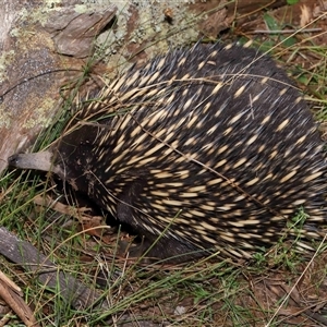 Tachyglossus aculeatus at Forde, ACT - 8 Aug 2024