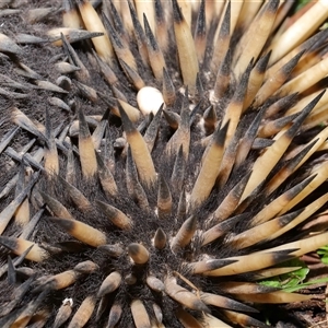 Tachyglossus aculeatus at Forde, ACT - 8 Aug 2024