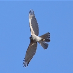 Tachyspiza fasciata (Brown Goshawk) at Throsby, ACT - 29 Jun 2024 by TimL