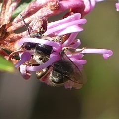 Lasioglossum (Chilalictus) sp. (genus & subgenus) (Halictid bee) at Bundanoon, NSW - 17 Sep 2024 by Curiosity