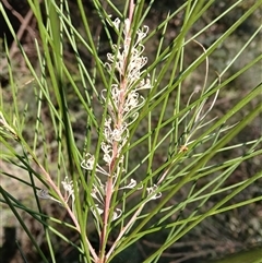 Hakea macraeana (Willow Needlewood) at Tanja, NSW - 18 Sep 2024 by plants